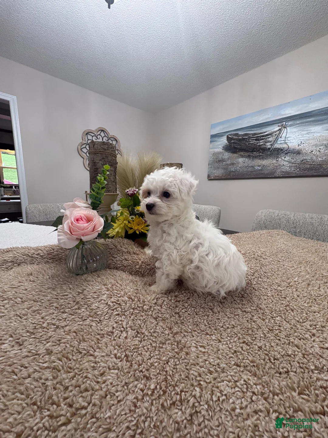 Mini Goldendoodle dogs for sale: Mini Goldendoodle 6 - Ad 2