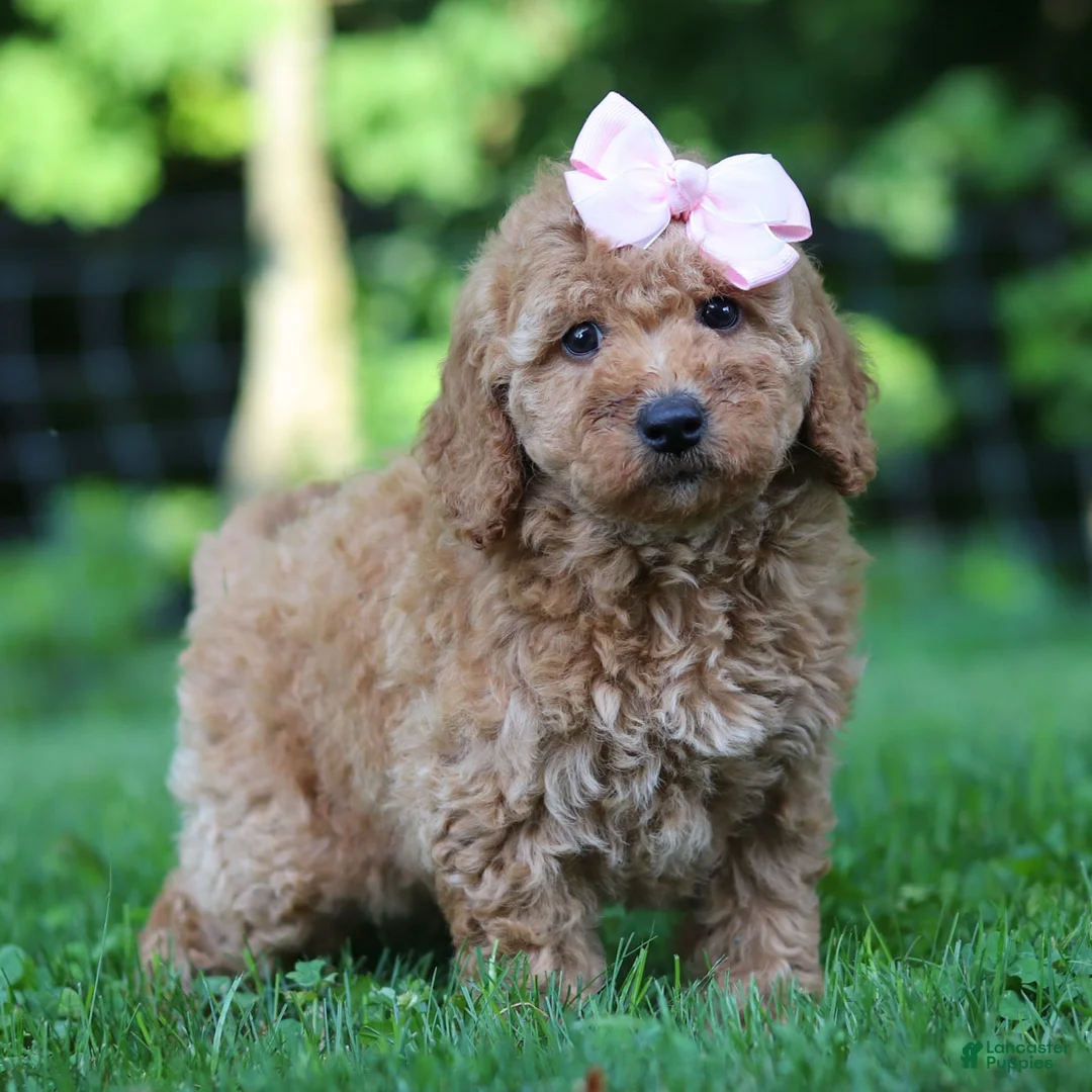 Mini Goldendoodle dogs for sale: Lilly - Ad 1
