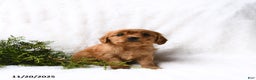Miniature Golden Retriever dogs for sale: Hudson - Ad 1