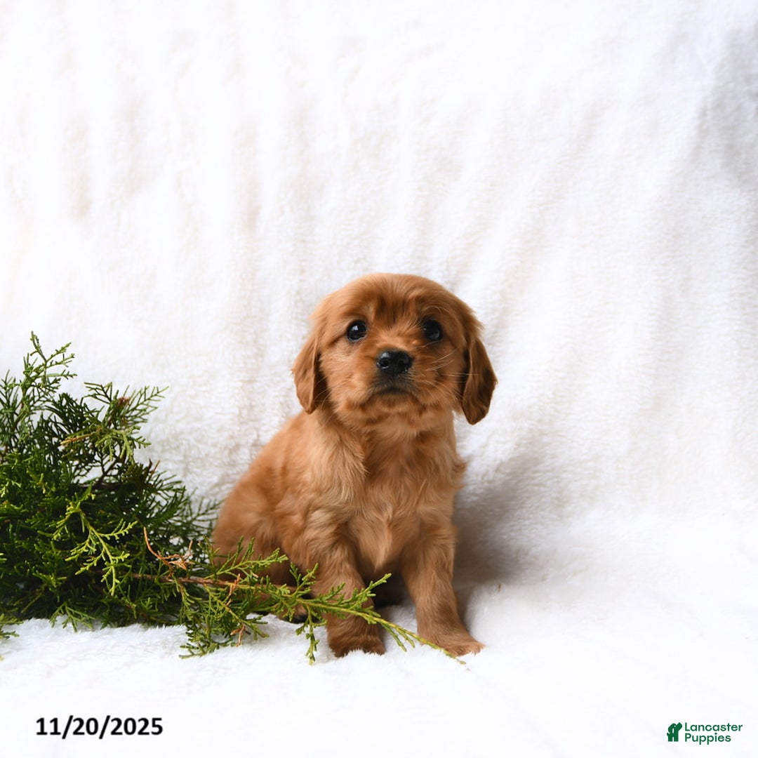 Miniature Golden Retriever dogs for sale: Hudson - Ad 1
