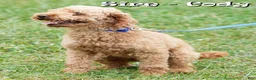 Cockapoo dogs for sale: Heather - Ad 11