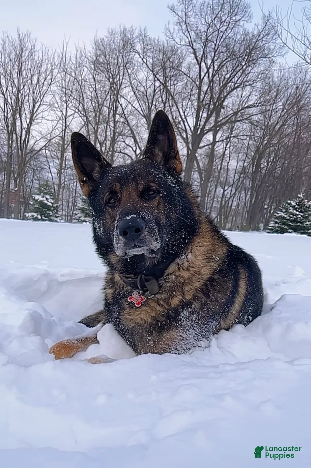 German Shepherd dogs for sale: Vienna - Ad 6