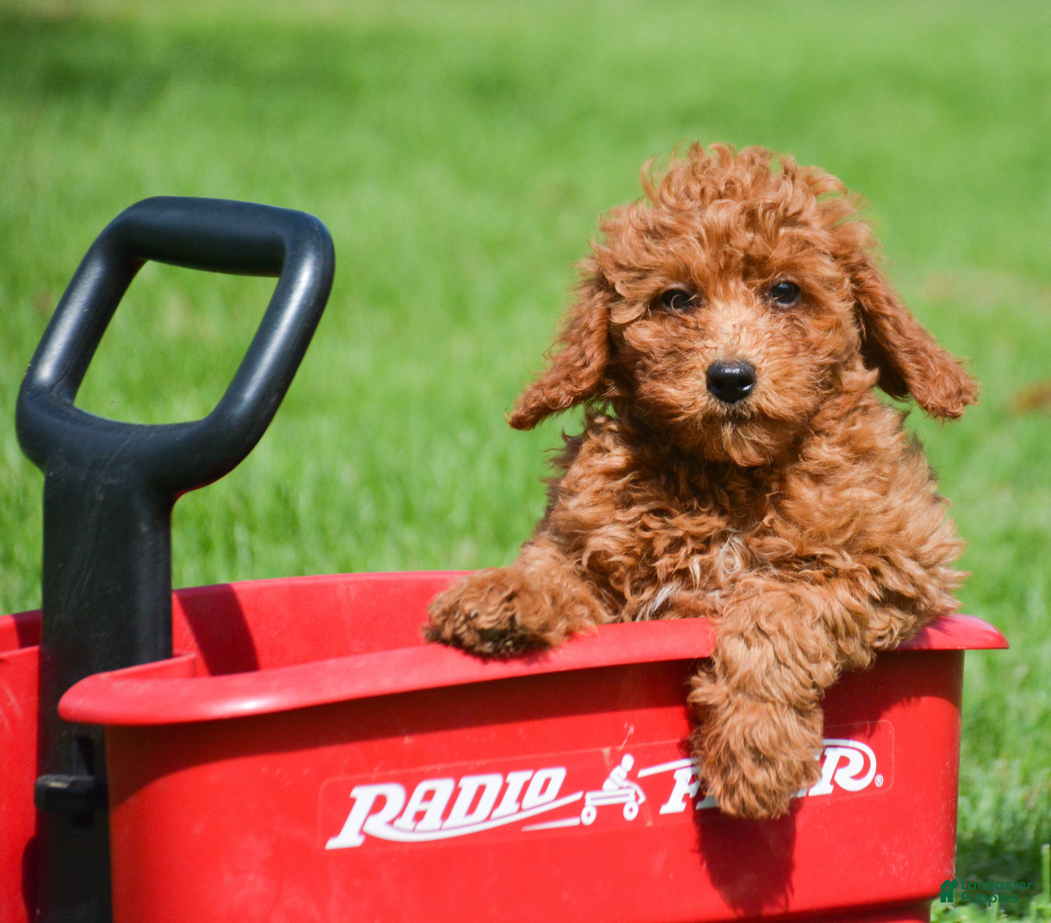 Mini Goldendoodle dogs Deedee Mini Goldendoodle 8 - Ad 1