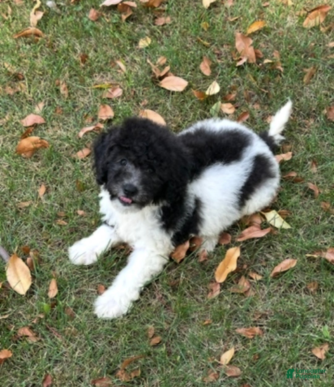 Mini Aussiedoodle dogs for sale: Mini Aussiedoodle Puppy 3 - Ad 1