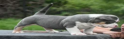 American Bully dogs for sale: American Bully 1 - Ad 2