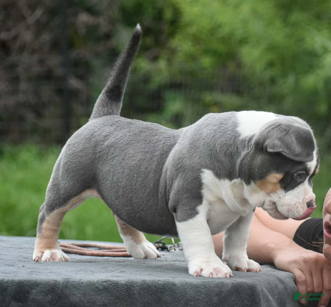 American Bully dogs for sale: American Bully 1 - Ad 2