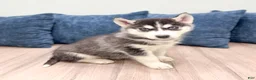 Siberian Husky dogs for sale: Dominick - Ad 4