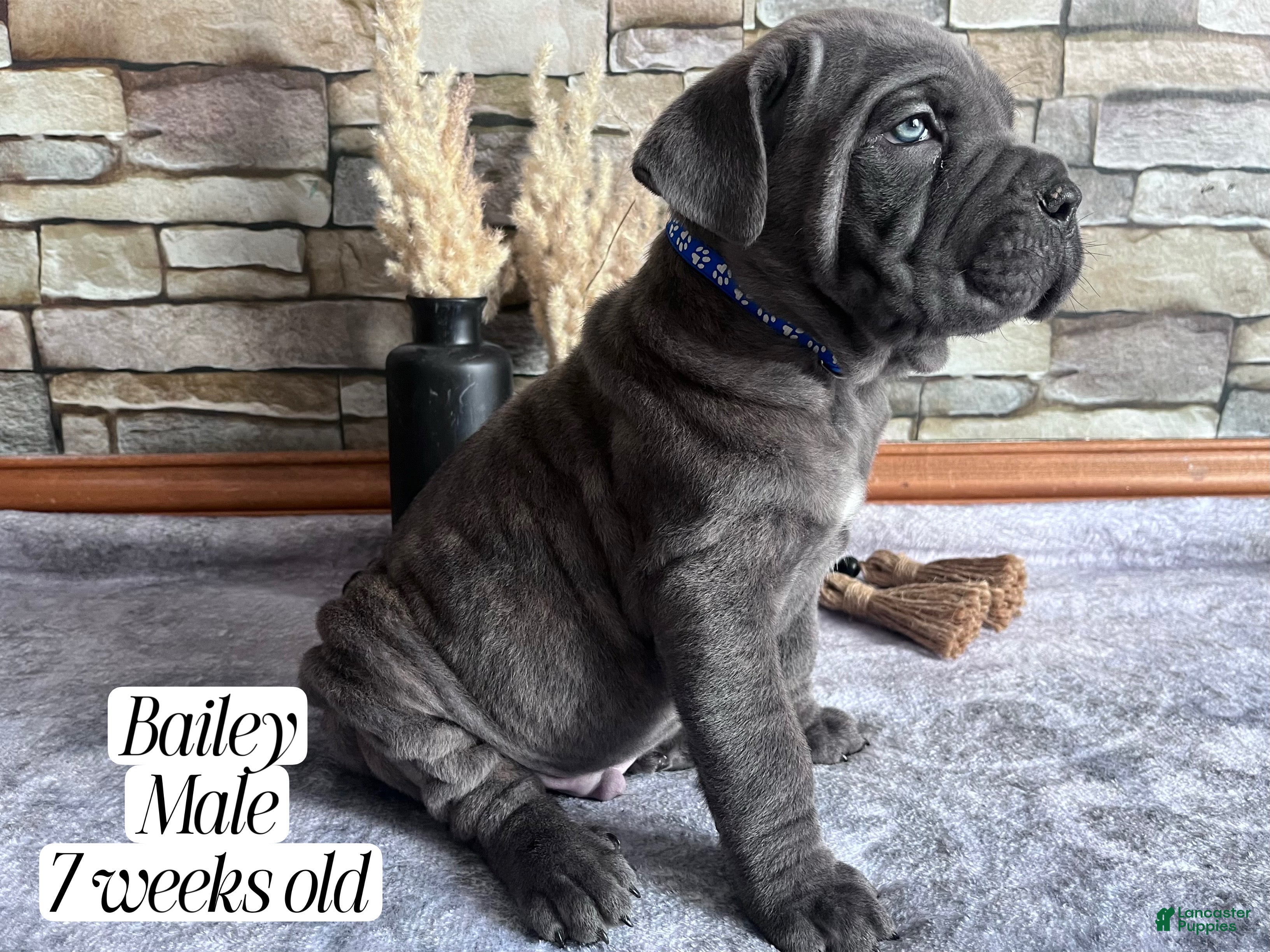 Cane Corso dogs Bailey - Ad 1