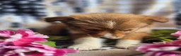 Mixed Breed dogs for sale: Mixed Breed 3 - Ad 16