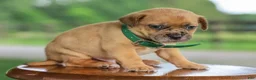 Jug dogs for sale: Zacchaeus Jug Puppy - Ad 4