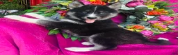 Siberian Husky dogs for sale: Kallie  - Ad 3