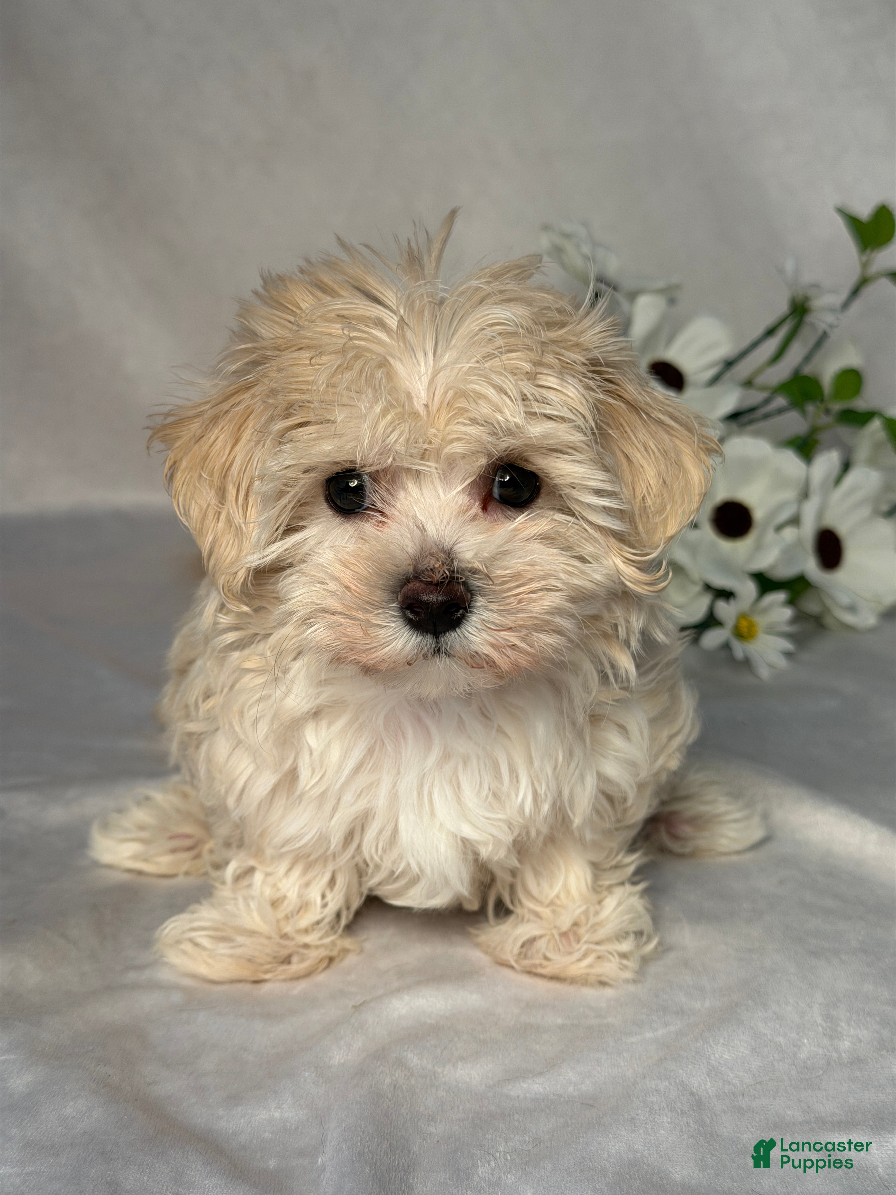 Maltipoo dogs Jill - Ad 1