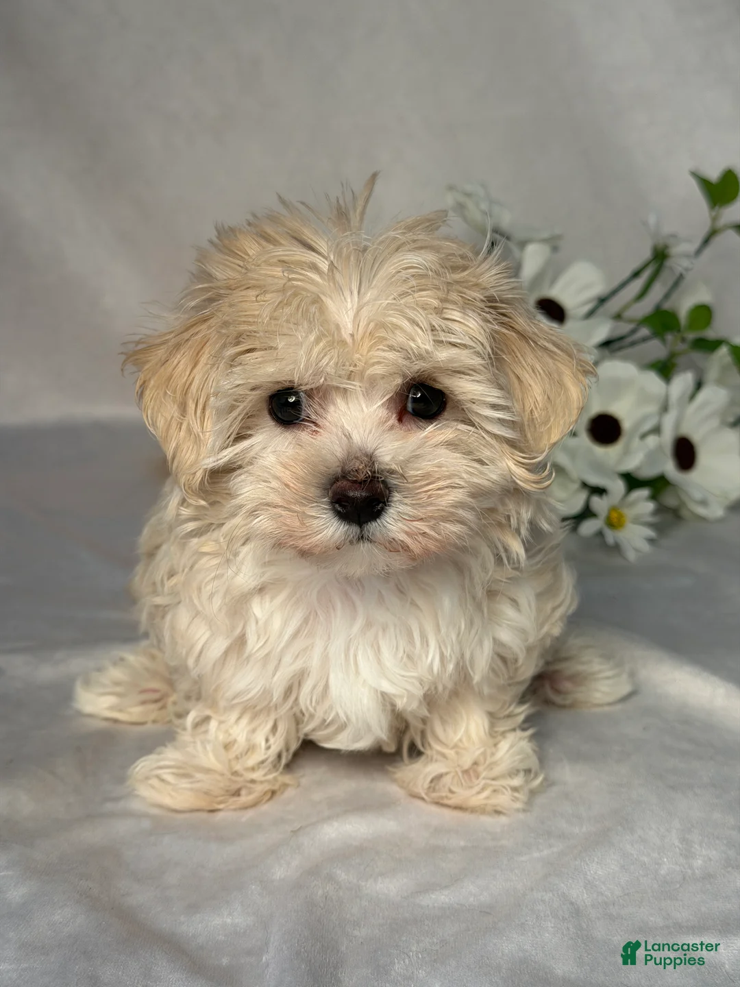 Maltipoo dogs for sale: Jill - Ad 1