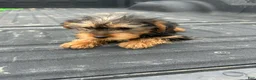 Yorkshire Terrier dogs for sale: Becca - Ad 2
