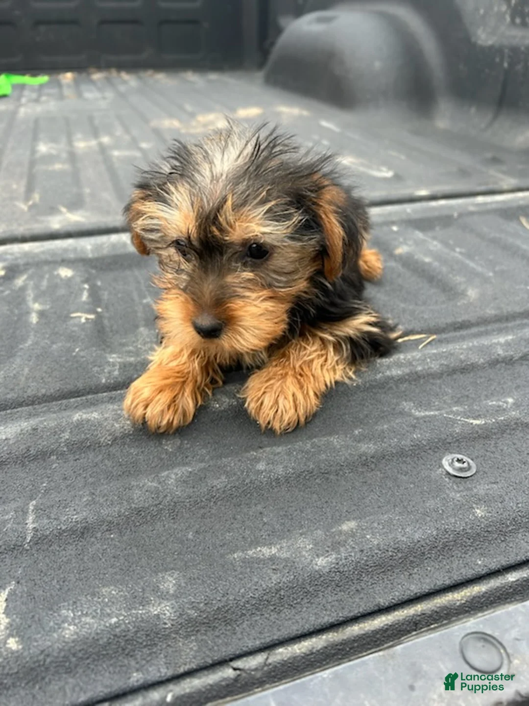 Yorkshire Terrier dogs for sale: Becca - Ad 2