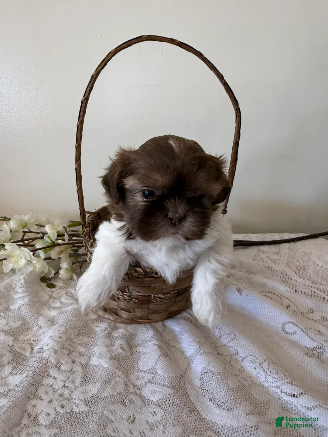 Shih Tzu dogs for sale: Uno Shih Tzu Puppy  - Ad 2