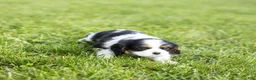 Cavalier King Charles Spaniel dogs for sale: Dolly - Ad 5
