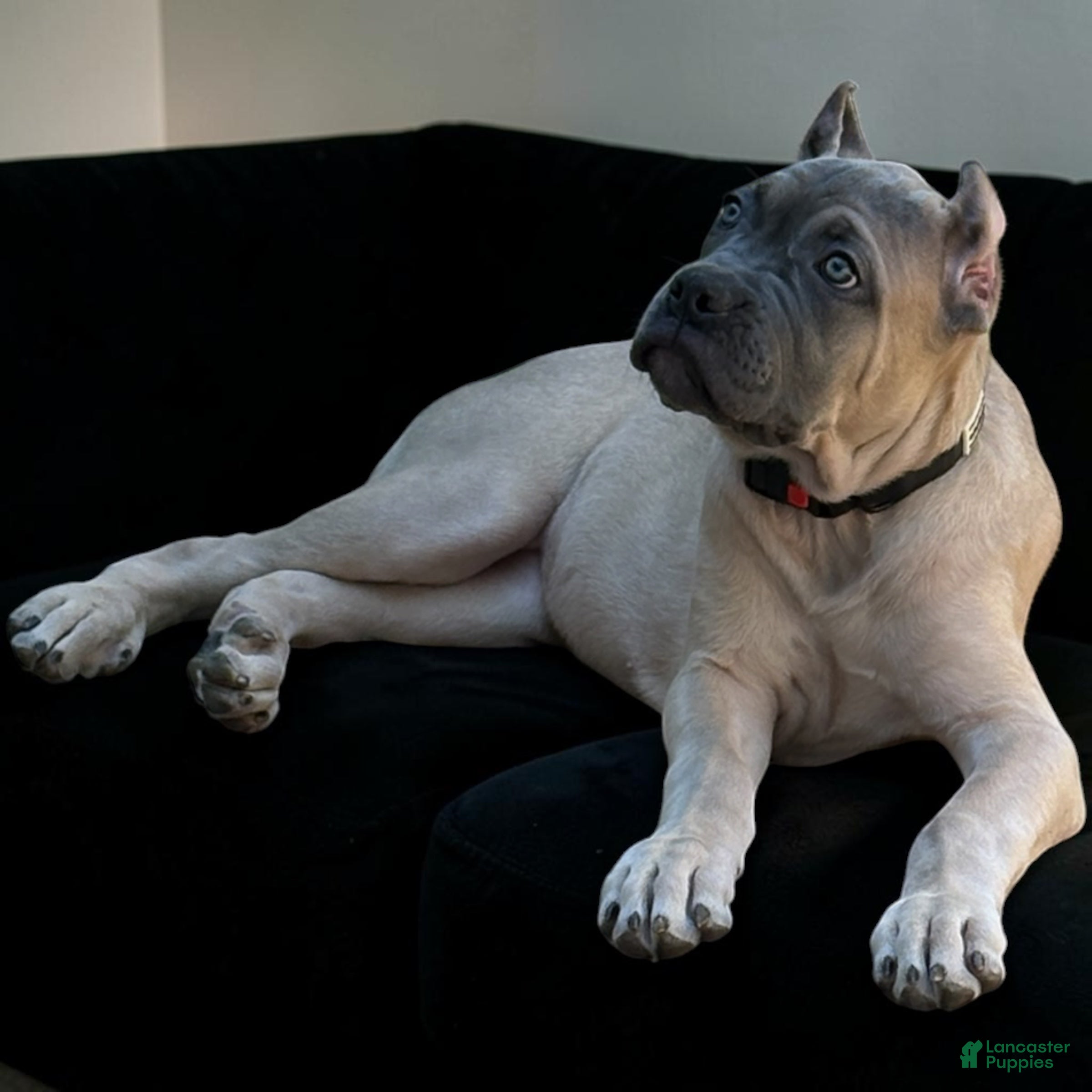 Cane Corso dogs Cane Corso yellow - Ad 20