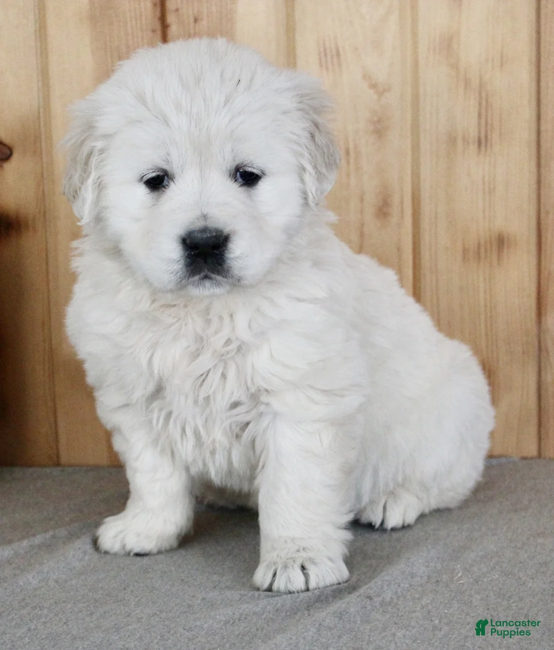 Golden Retriever dogs for sale: Cookie - Ad 2