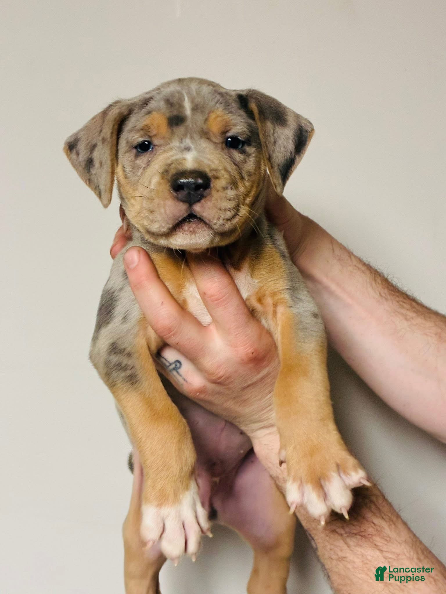 American Bully dogs American Bully Puppy 1 - Ad 1