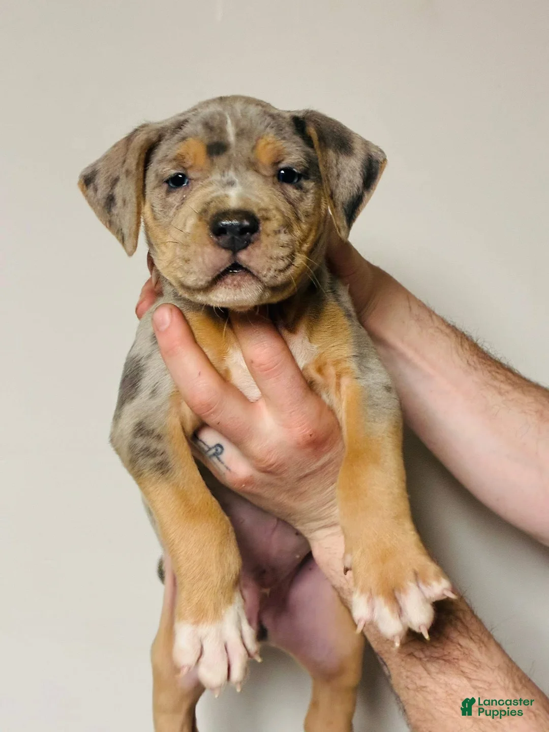 American Bully dogs for sale: American Bully Puppy 1 - Ad 1