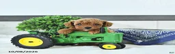 Toy Poodle dogs for sale: Thomas - Ad 3