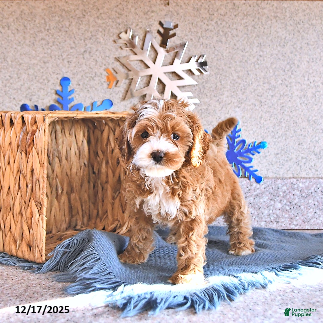 Cockapoo dogs for sale: Baby - Ad 4