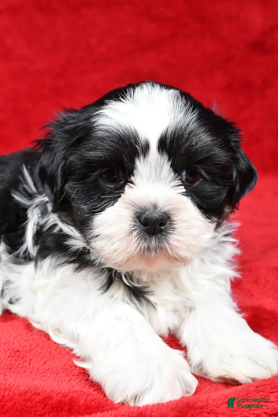 Shih Tzu dogs for sale: Ike - Ad 5