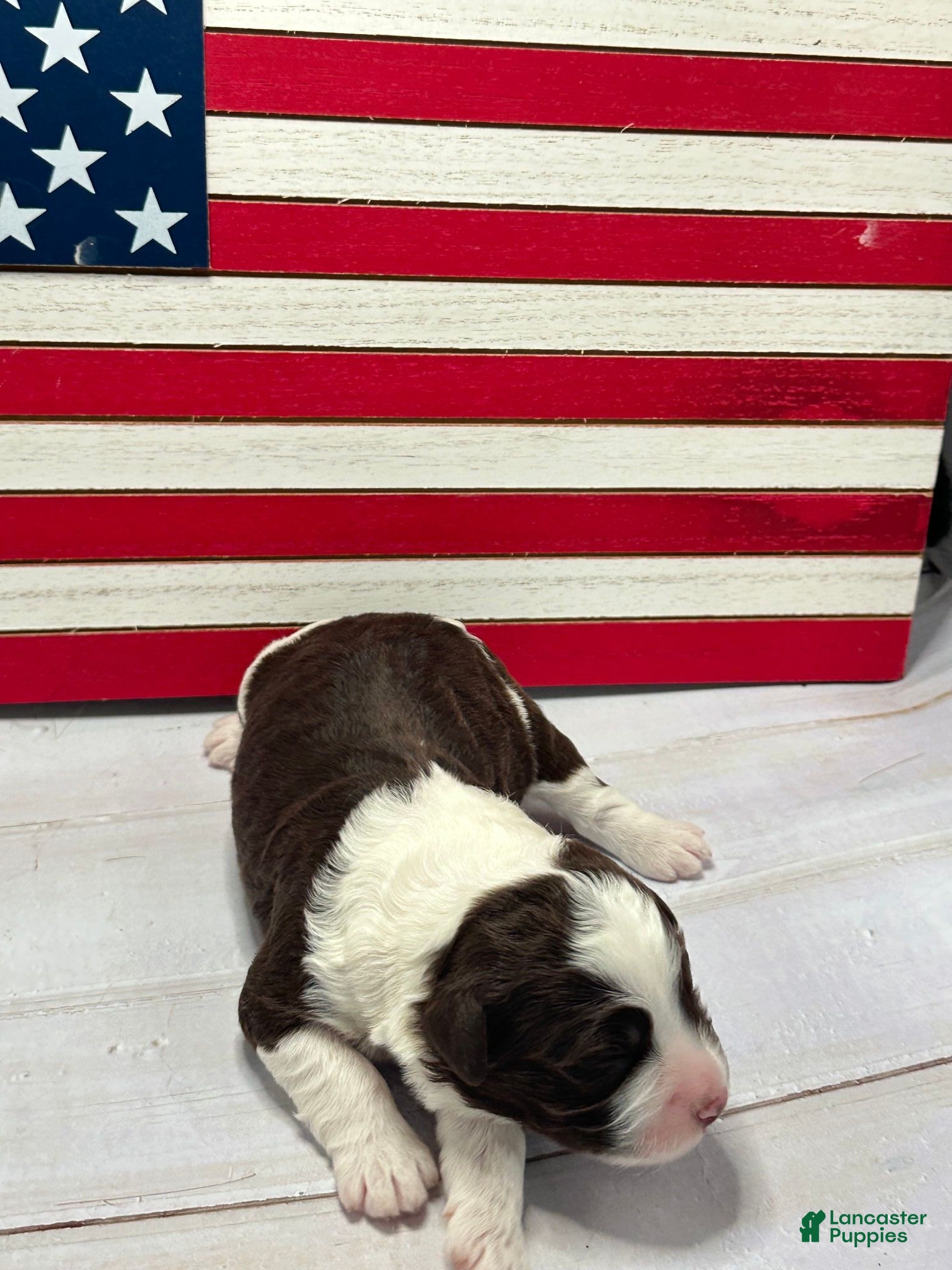 Portuguese Water Dog dogs Freedom Male - Ad 37