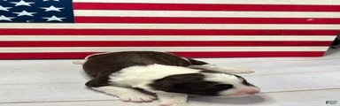 Freedom Male