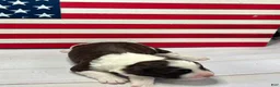 Portuguese Water Dog dogs for sale: Freedom Male - Ad 1
