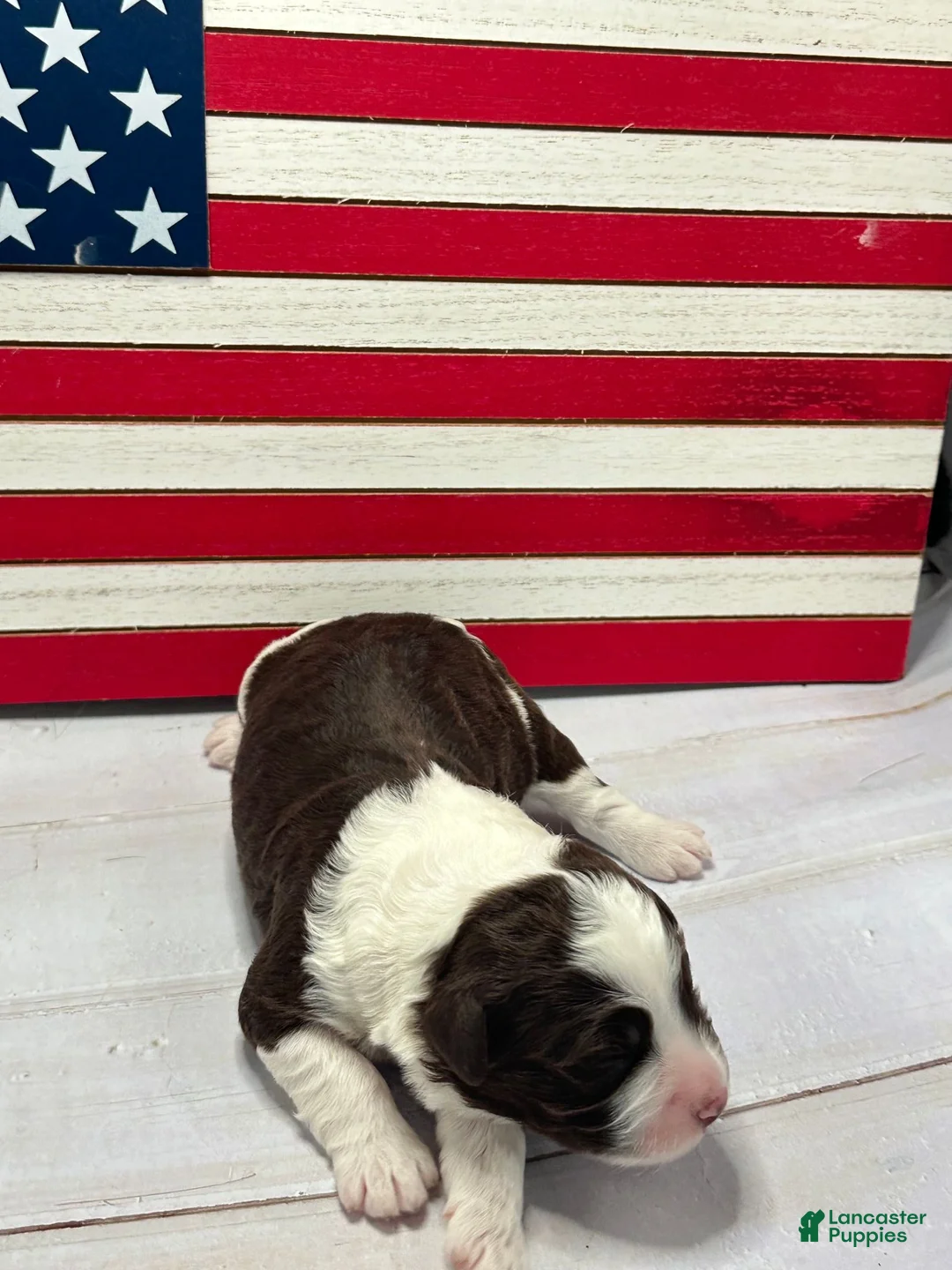 Portuguese Water Dog dogs for sale: Freedom Male - Ad 1