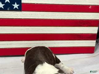 Portuguese Water Dog dogs Freedom Male - Ad 37