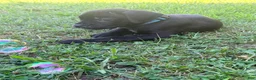 Cane Corso dogs for sale: Rufus AKC blue collar - Ad 12