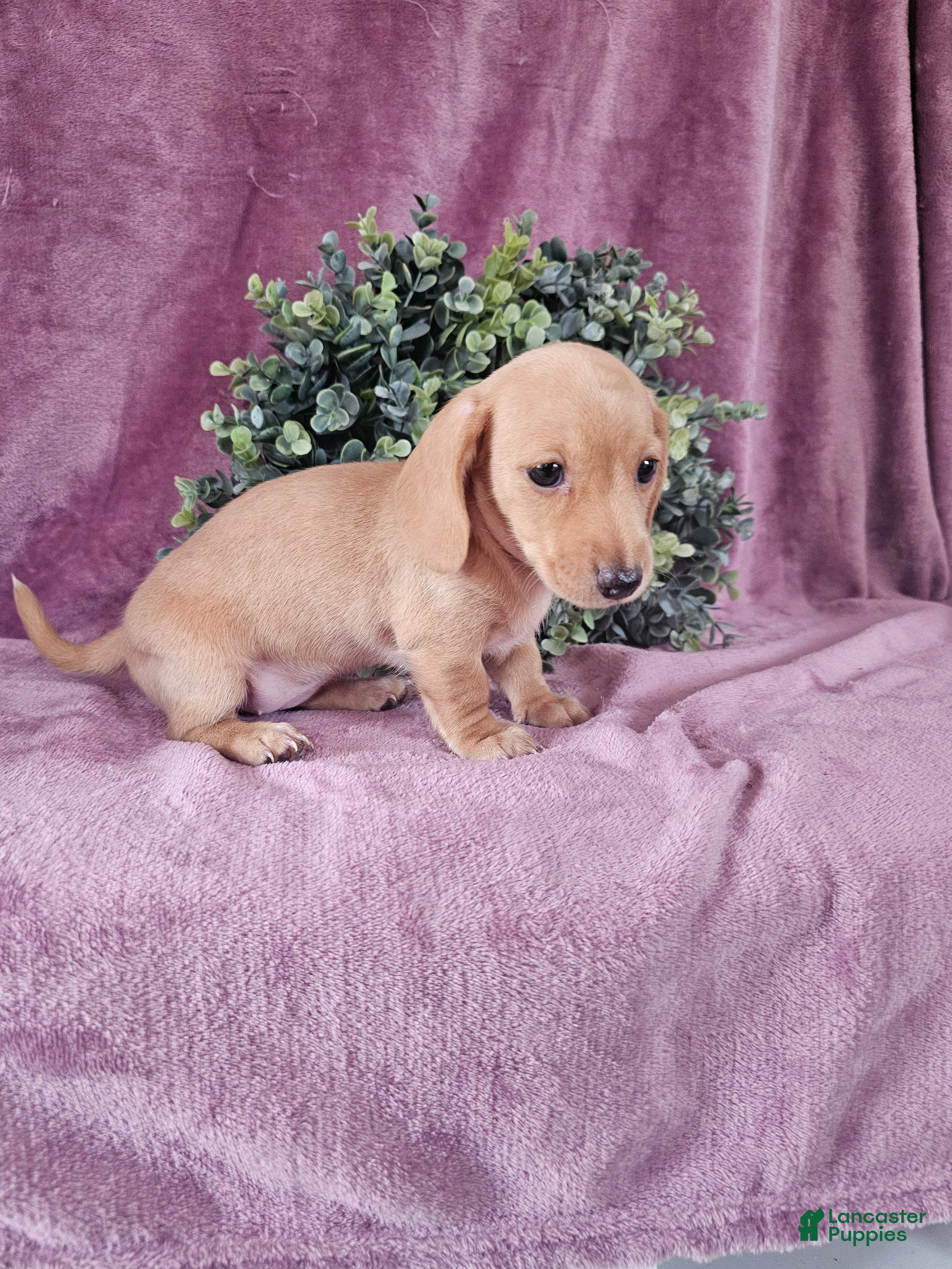 Dachshund dogs Holley - Ad 2