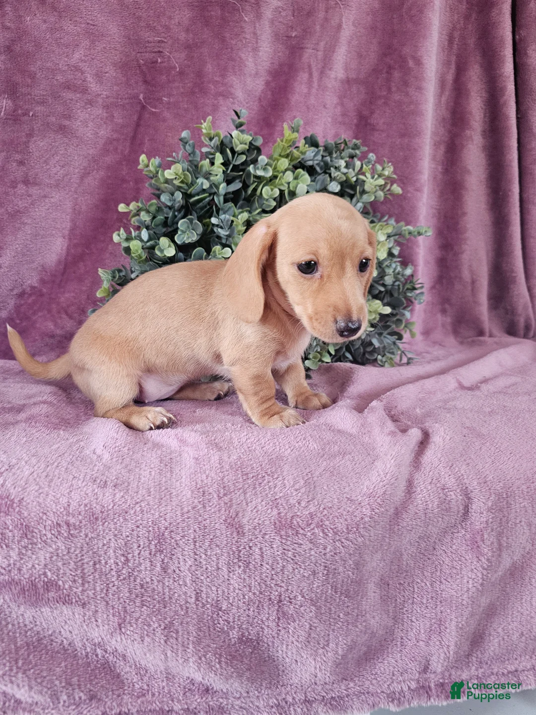 Dachshund dogs for sale: Holley - Ad 2