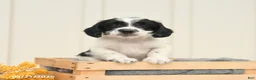 Mixed Breed dogs for sale: Felix - Ad 4