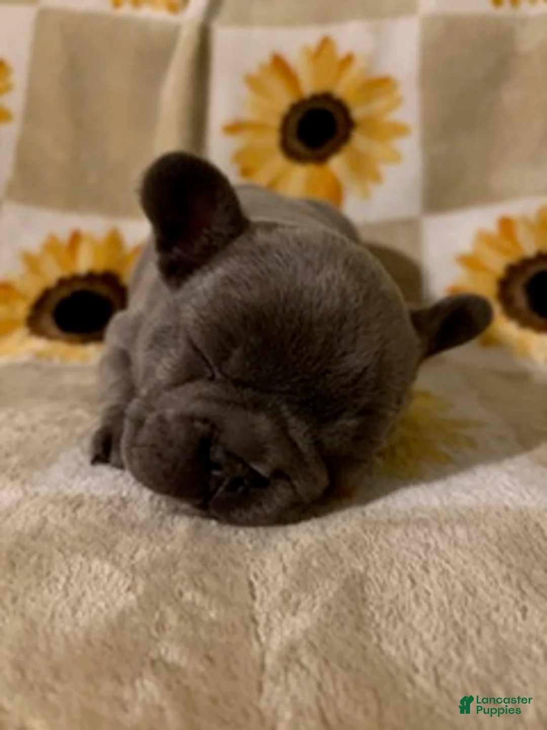 Mixed Breed dogs for sale: Miso - Ad 2