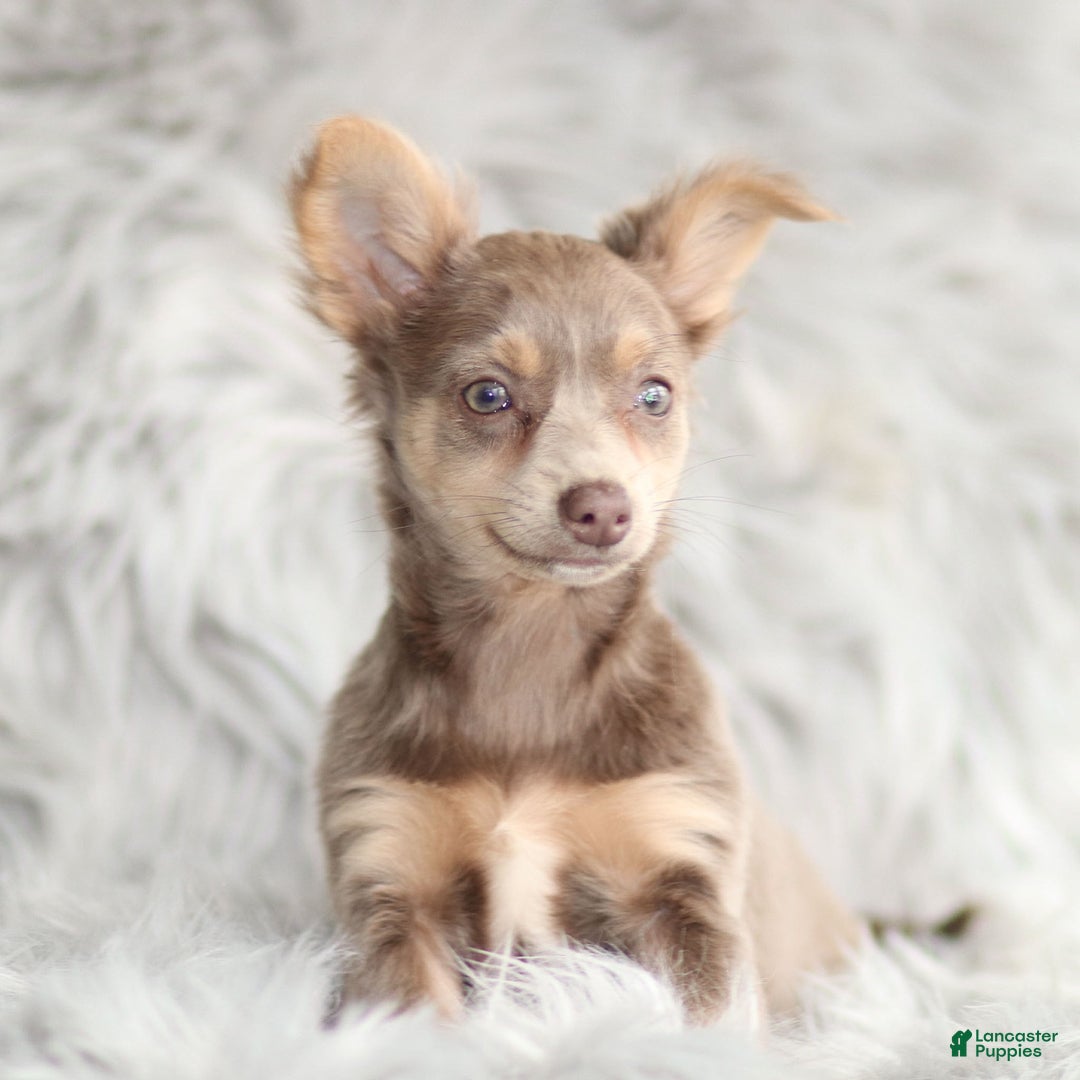 Chihuahua dogs for sale: Pamela - Ad 2