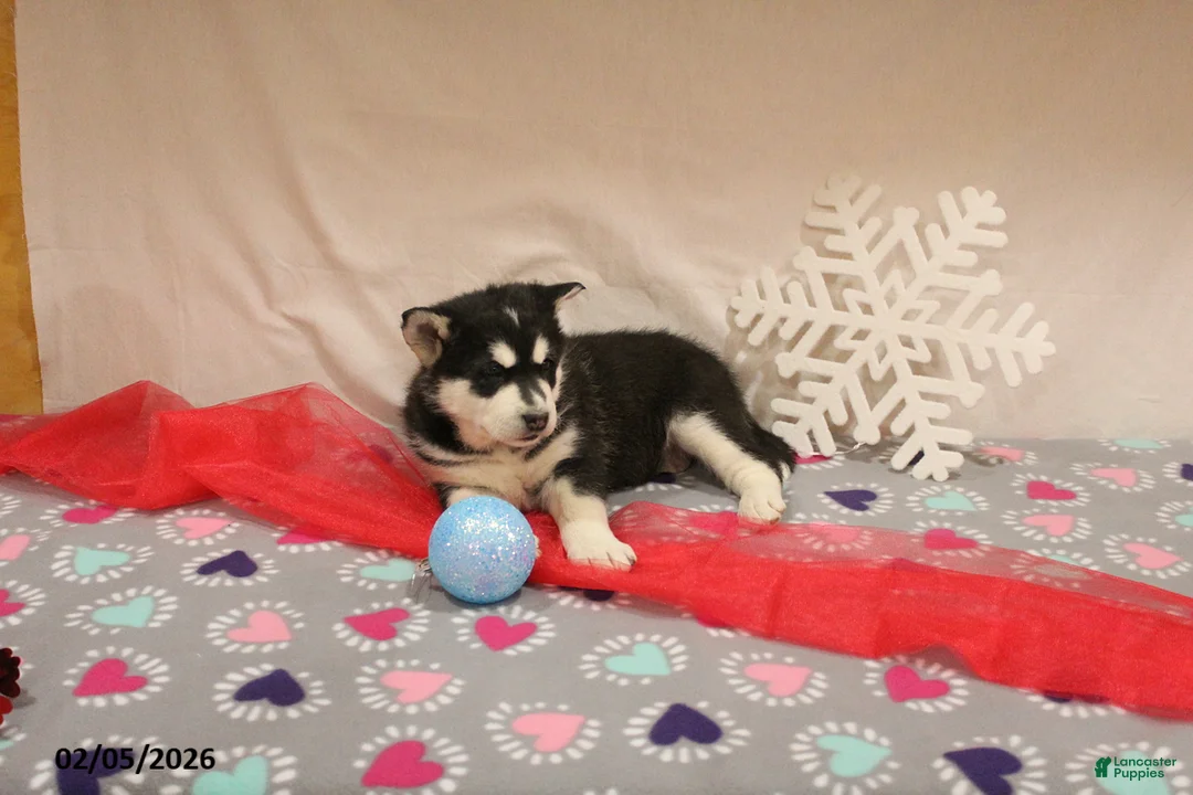 Alaskan Malamute dogs for sale: Bear - Ad 4