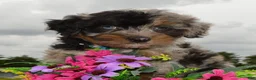 Mini Aussiedoodle dogs for sale: Mini Acher - Ad 9