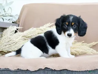 Miniature Dachshund dogs for sale: Lightning - Ad 3