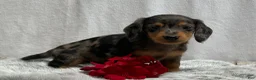Miniature Dachshund dogs for sale: Milo - Ad 3