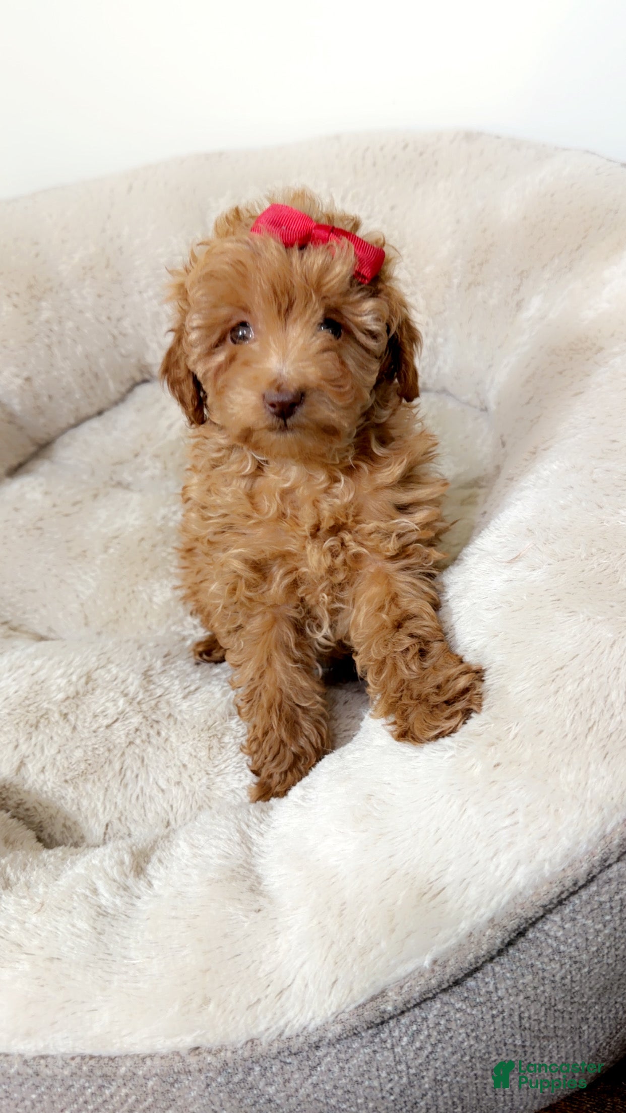 Maltipoo dogs Buttons  - Ad 19