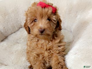 Maltipoo dogs Buttons - Ad 14