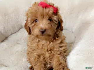 Maltipoo dogs Buttons - Ad 14