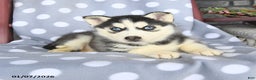 Siberian Husky dogs for sale: Clover - Ad 2