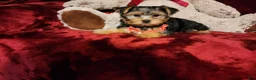 Yorkshire Terrier dogs for sale: CHLOE - Ad 8
