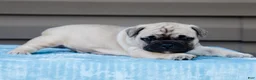 French Bulldog dogs for sale: Miracle - Ad 3
