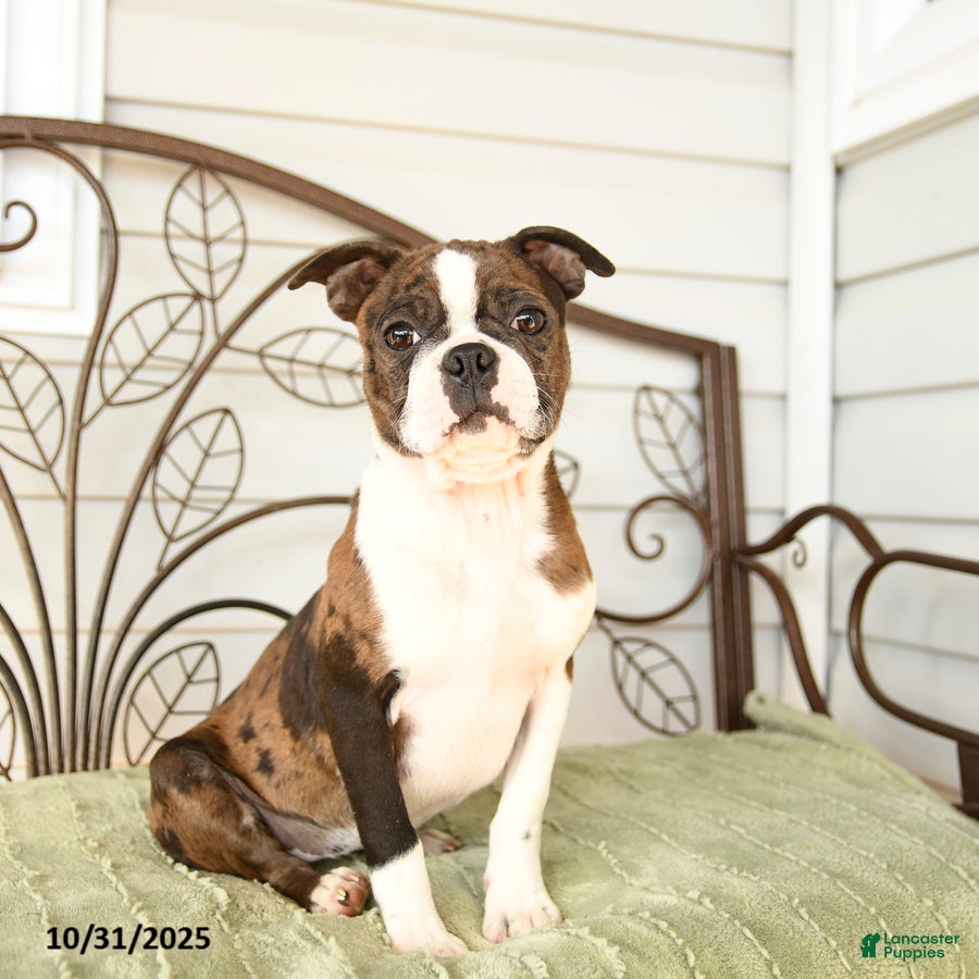 Boston Terrier dogs Dahlia - Ad 3